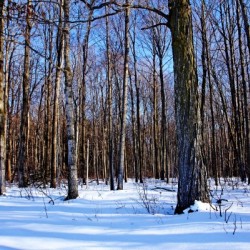 Snowy Woods